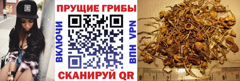 Псилоцибиновые грибы Psilocybe  OMG ссылки  Электрогорск 